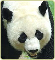a panda named Mei Xiar